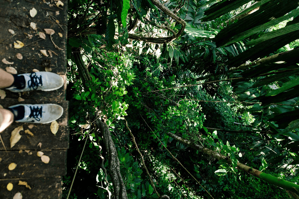 Person's feet on a wooden platform above a lush, green forest.